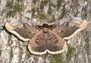 Saturnia pyri ©  S.Beshkov